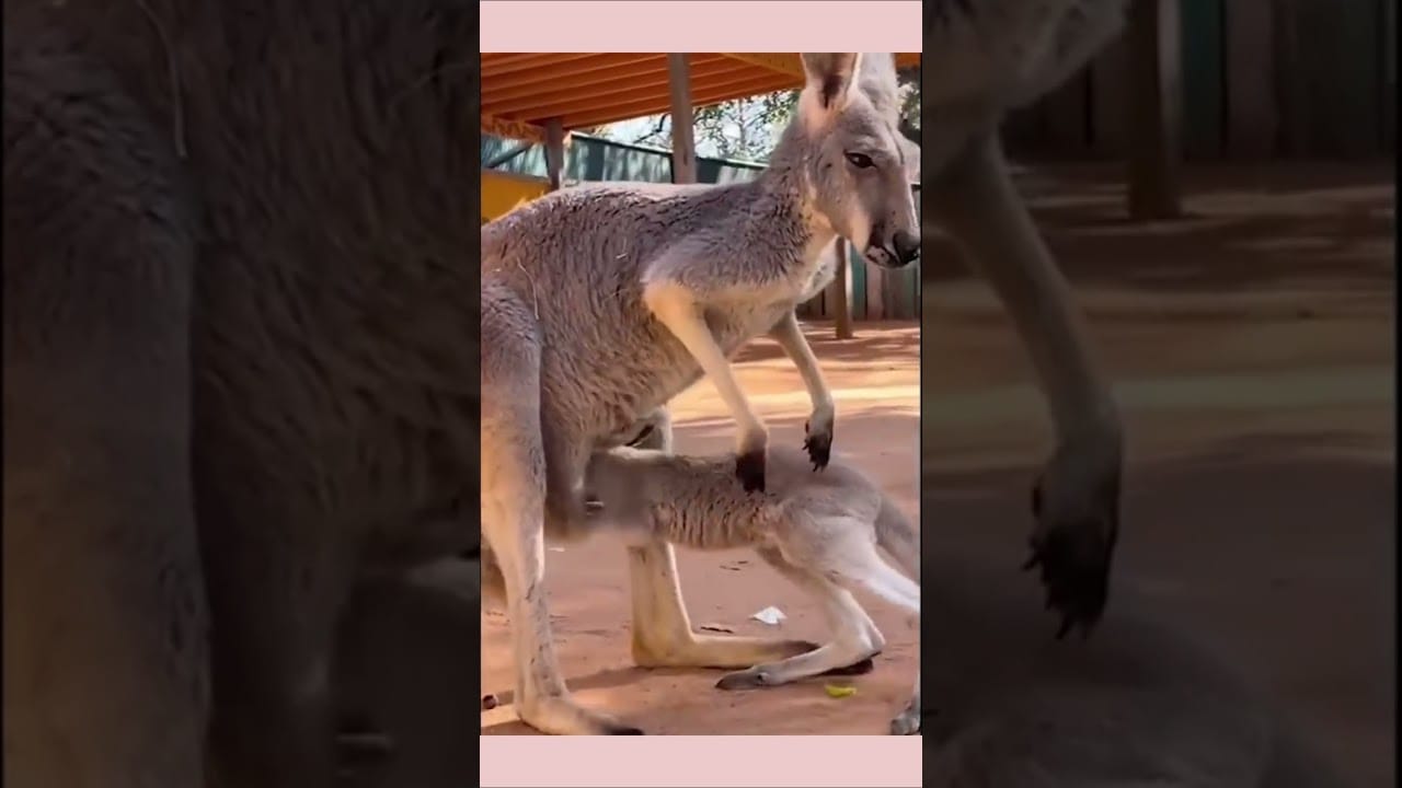 Watch These Adorable Pets Crack You Up with Their Antics