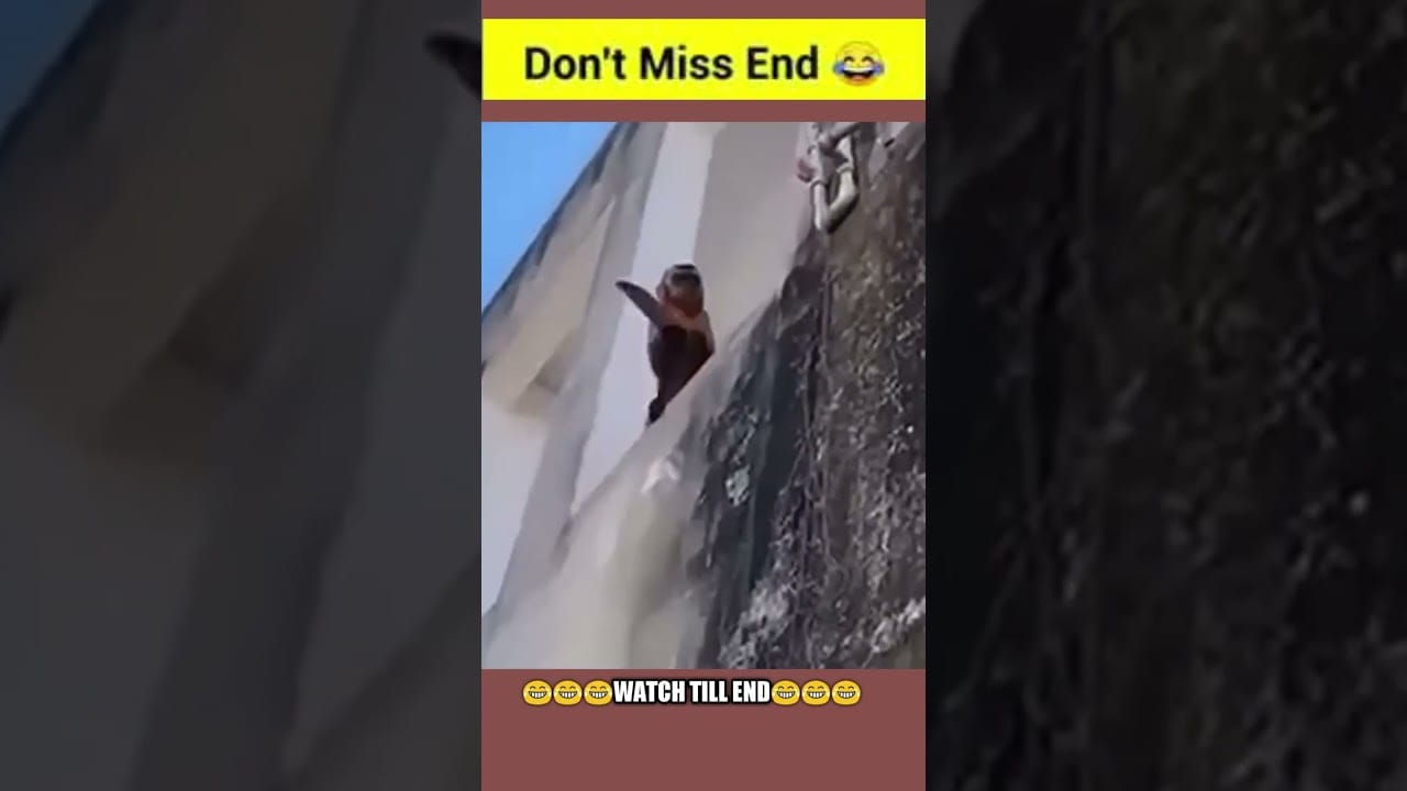 Watch These Pets Hilariously Steal the Show: Funny Moments Caught on Camera