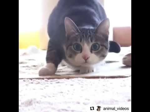 Wiggle wiggle #animals #animalsofinstagram #animalsco #animalsofig #animalsmood #animalslover #ani