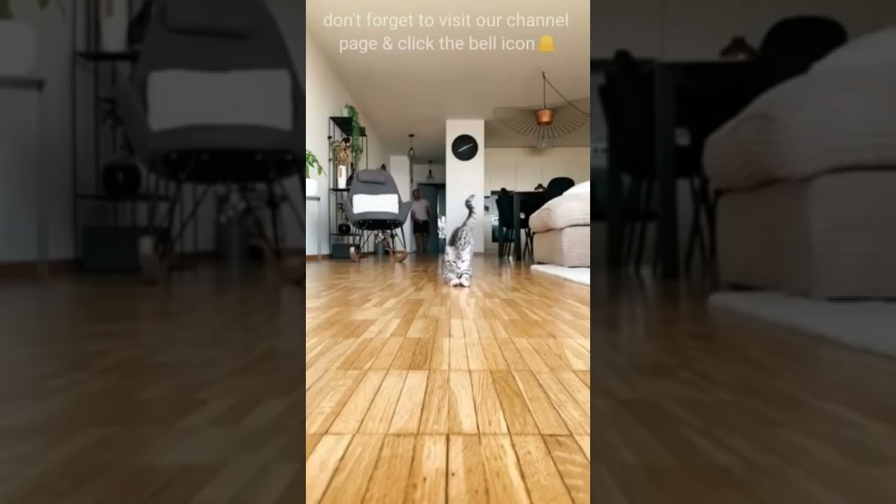 cat funny videos, cat videos #funny #cat #shorts