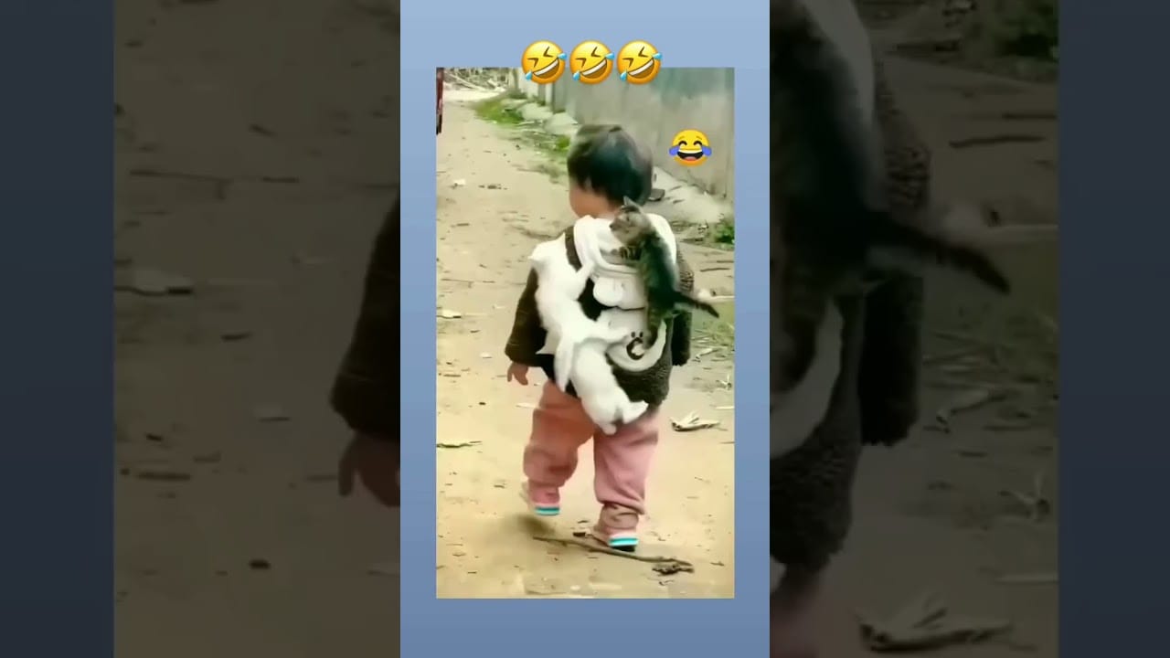 cat funny videos ever animals am /#shots #video #cat