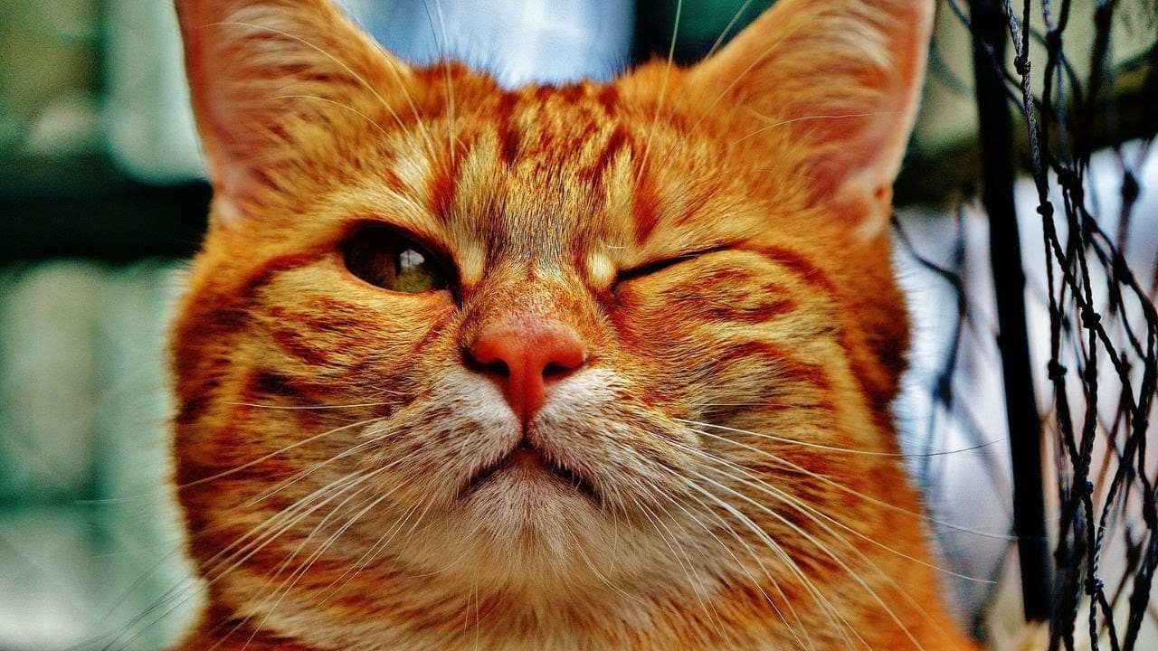 cat videos - Funniest cats