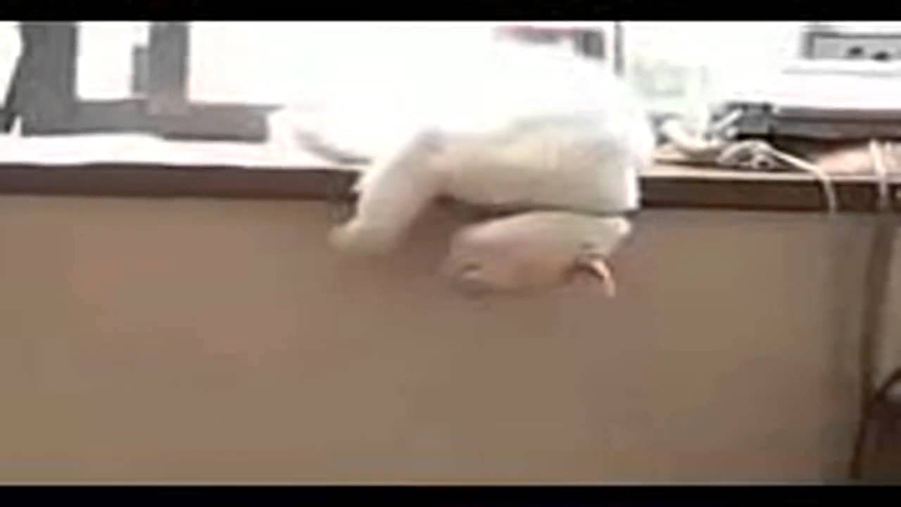 cats and animals    amazing cute  2014   All time best