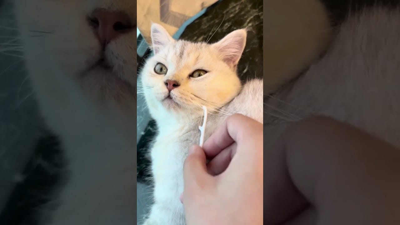 cats and dogs funny videos || #shortsyoutube #cuteanimemoments #cuteanimals