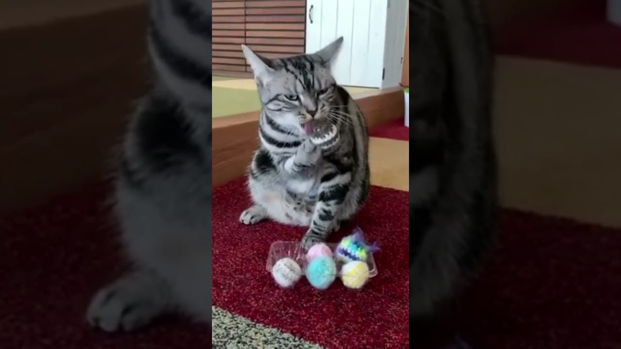 cute animals /funny video/funny cats/#shorts