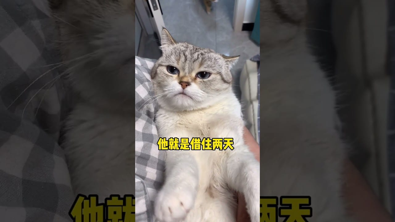cute cat reaction #shorts #cat