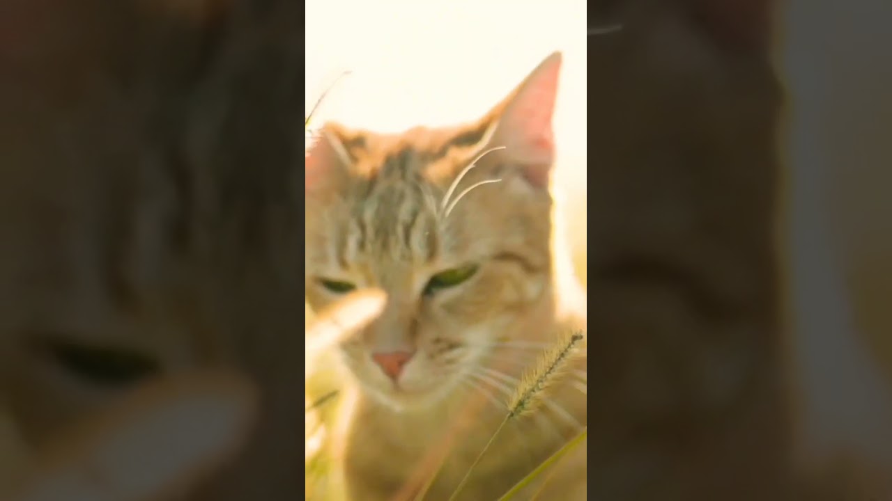 cute cat status 03 / Cute cats / cat status #cat #cats #cutecat #catlover #animals #pets #pet #viral