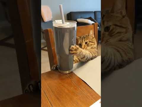 cute cats /cute animals #shorts