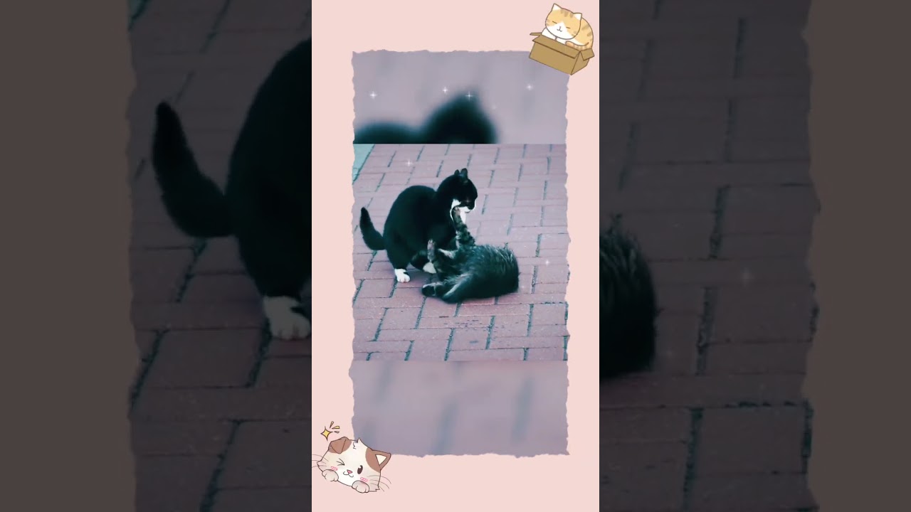 cute cats palying , cute kittens playing #Cute Animals