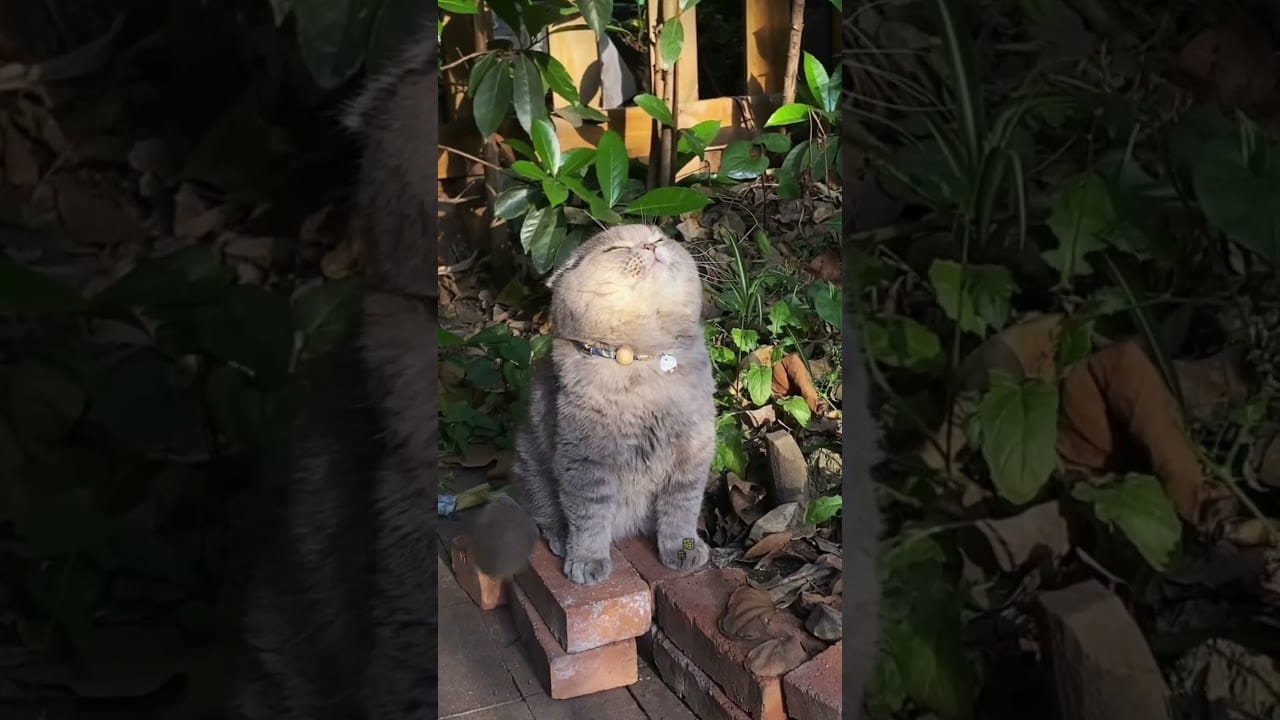 cute cats #youtubeshorts #short #cute #viarl @anamalfunn