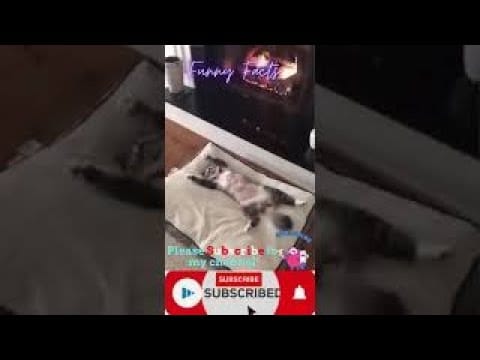 cute family of cat #cats very smart funny cats videos#shorts