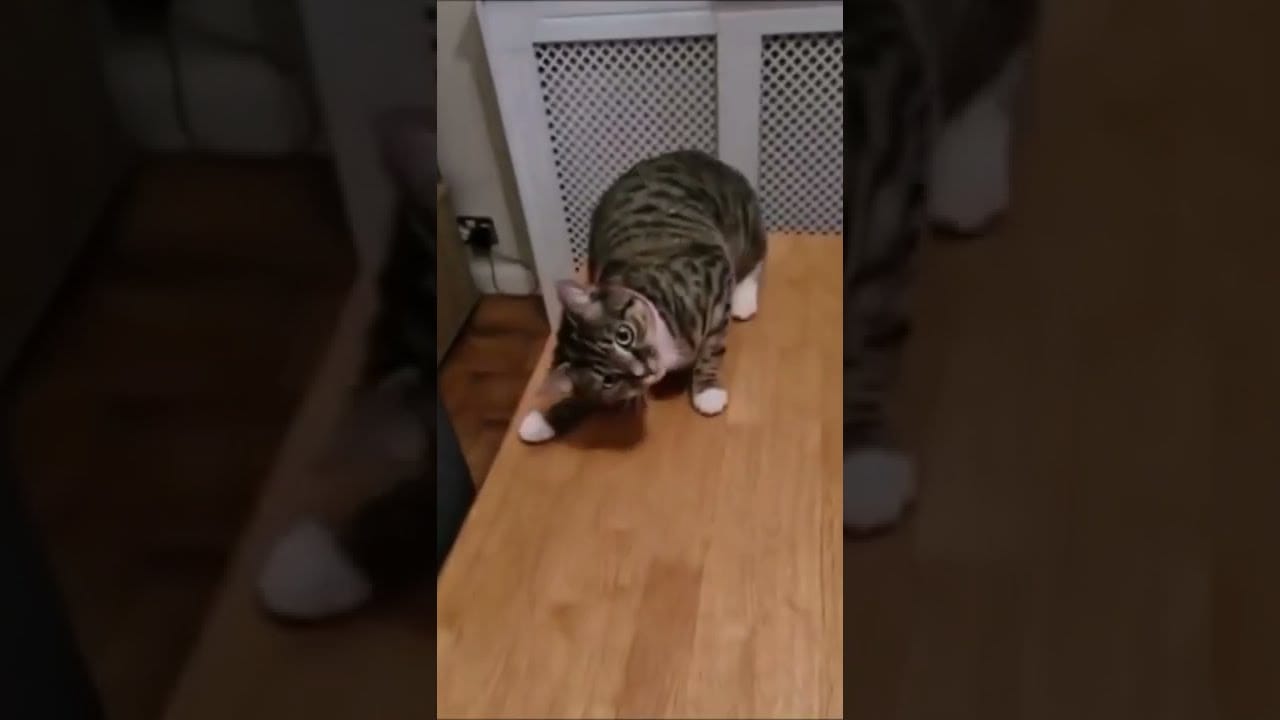 cute kitten falls | funny animals | cute cat videos #shorts