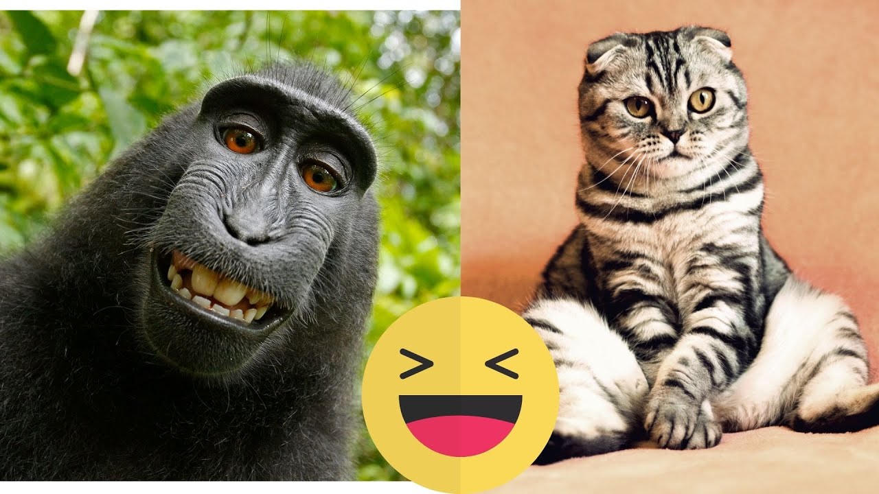 funniest animals compilation 2020 -try to not laugh -funny animals lifestyle