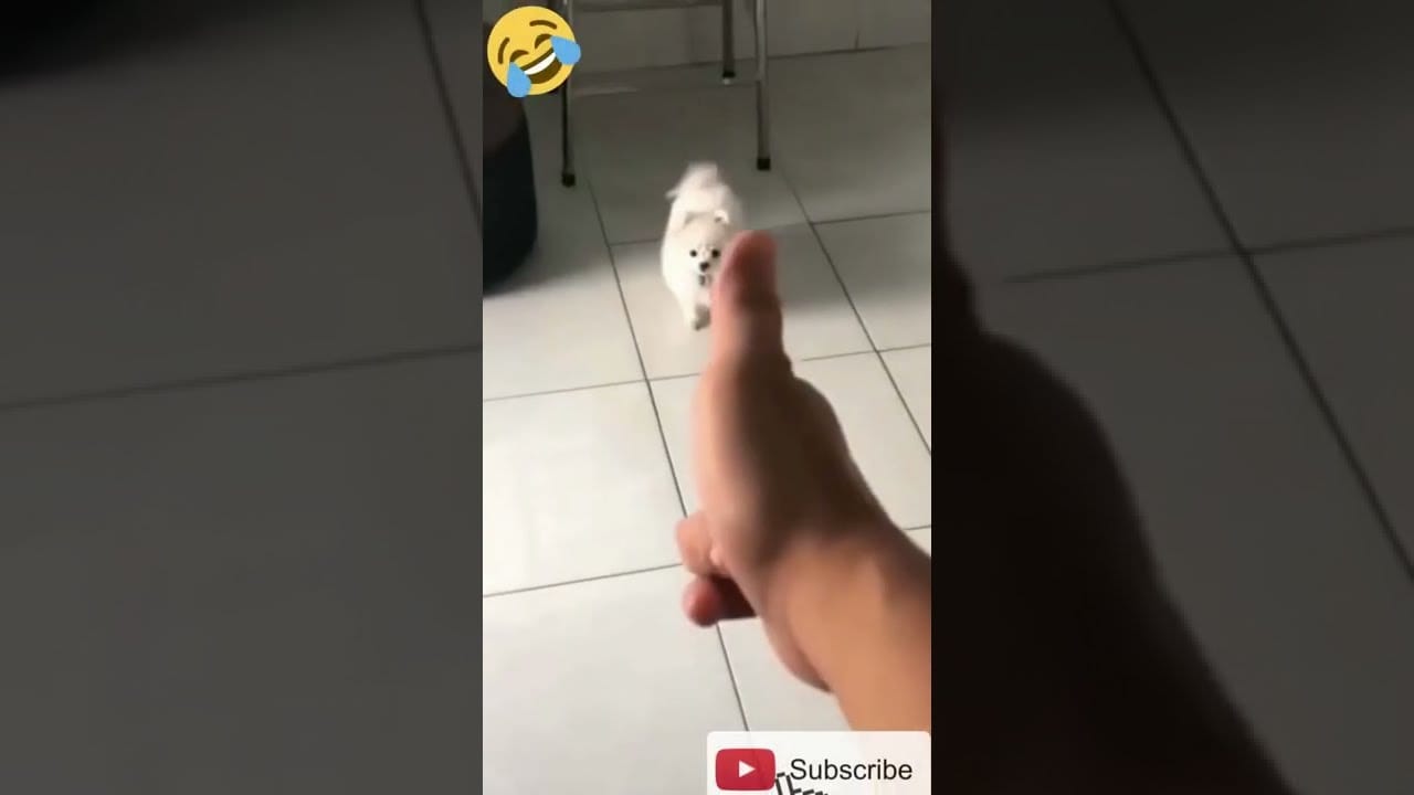 funniest dog | funny dog and cat | funny animals compilation #shorts