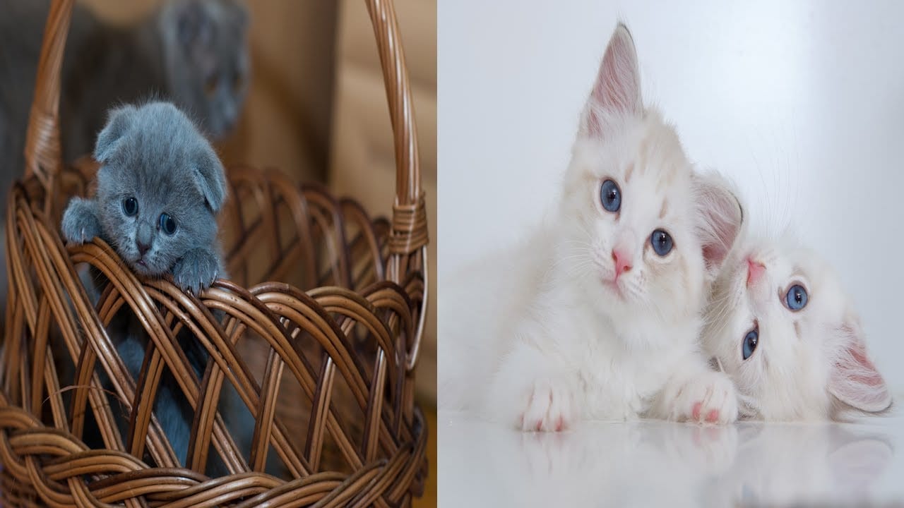 funny and cute cats - short funny cat videos #14