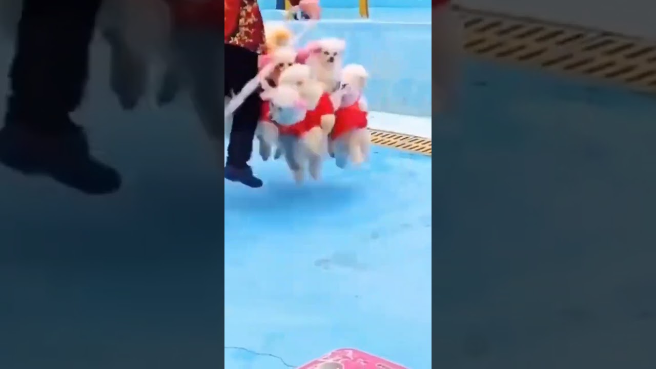 funny animals #subscribemychannel #aboutanimals #viral #viralvideos #funny