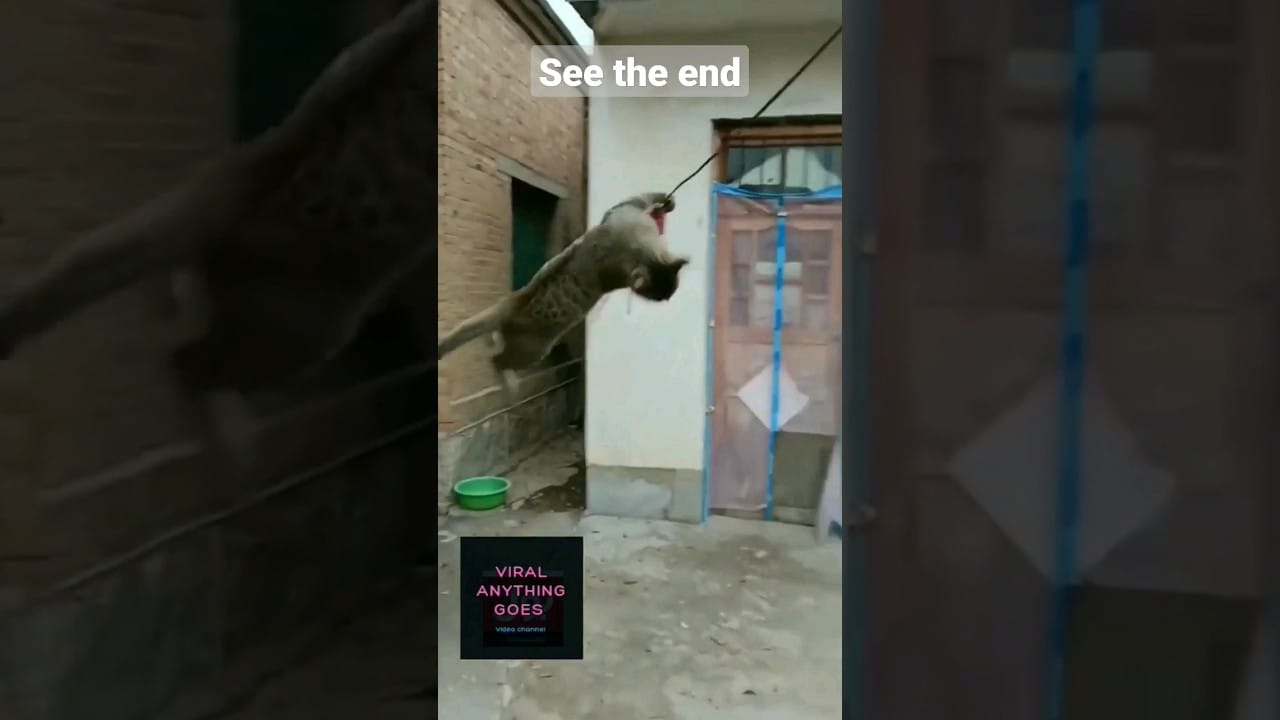 funny cat swinging full version|| cat compilation #shorts #funny #cat