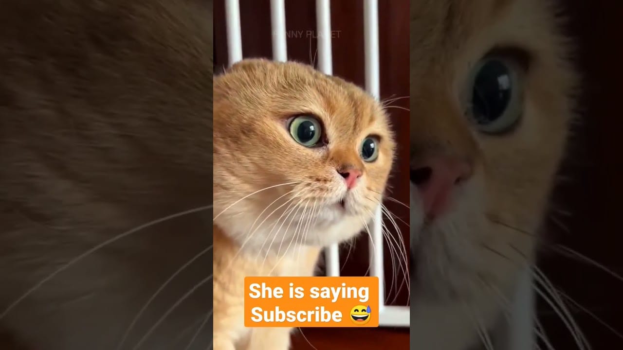 funny cat videos | funny cats | #shorts