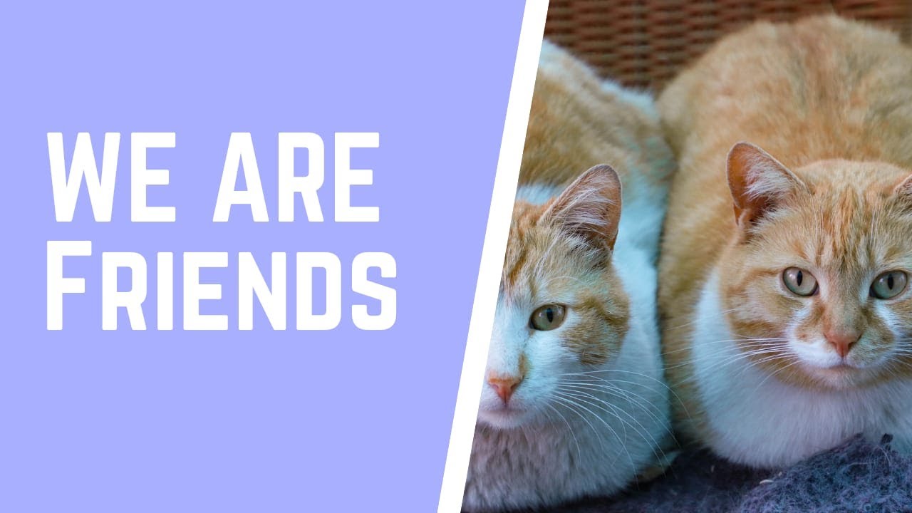 funny cat videos|funny cat videos 2021|funny cat videos compilation #short - 4