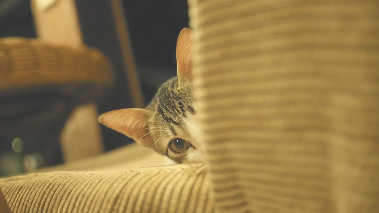 funny kittens compilation | funny cats video compilation #3