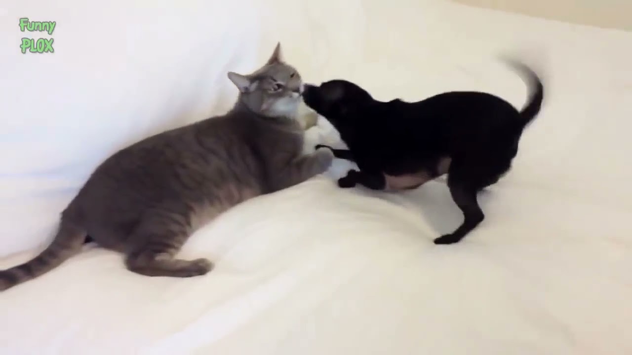 kucing lucu kocak funny  CATS COMPILATIONS   FANNY VIDEO   Funny Animals Funny Pranks Funny Fails