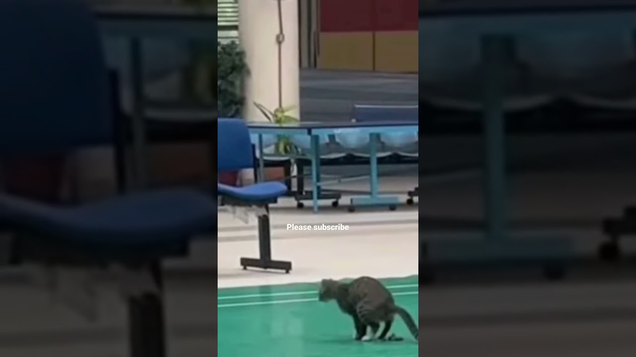 oh no prank cat #shorts #shortsfeed #catvideos #catlovers #catlive #sports #nicecat #funnymoments