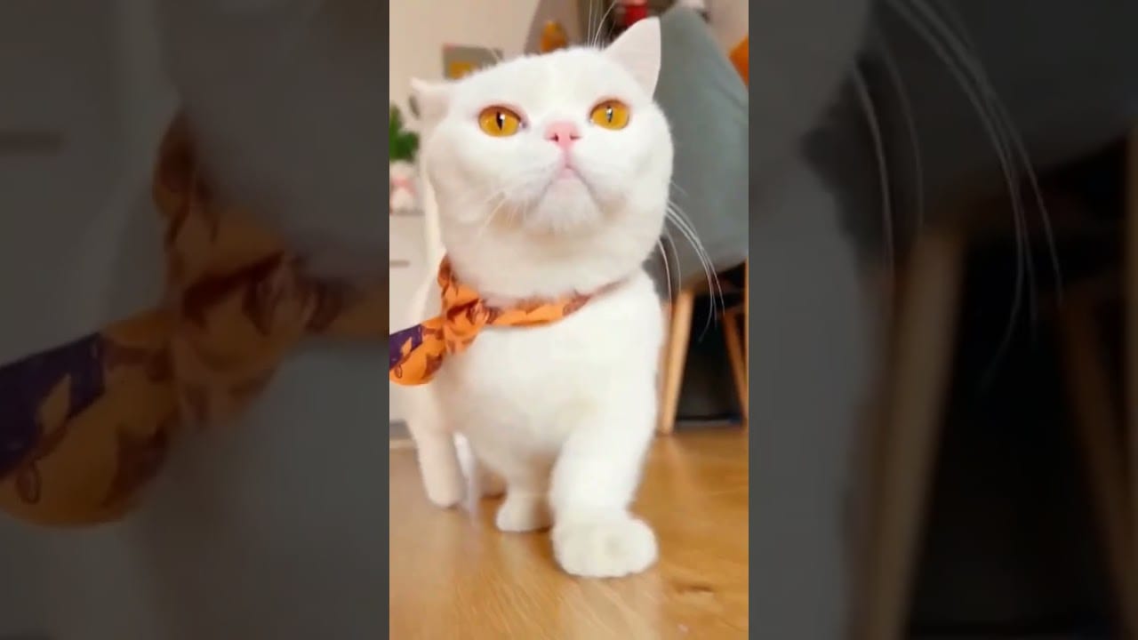 oppa #cat #beefafritada #tiktok #catsoftiktok #shorts