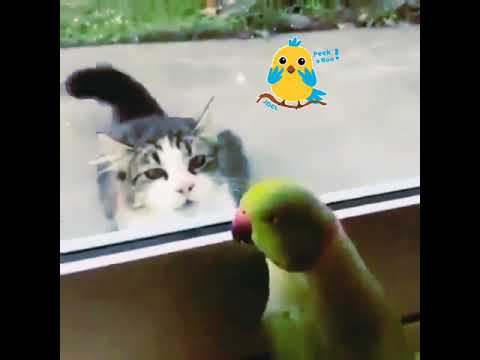 peek a boo #shorts #viral #shortvideo