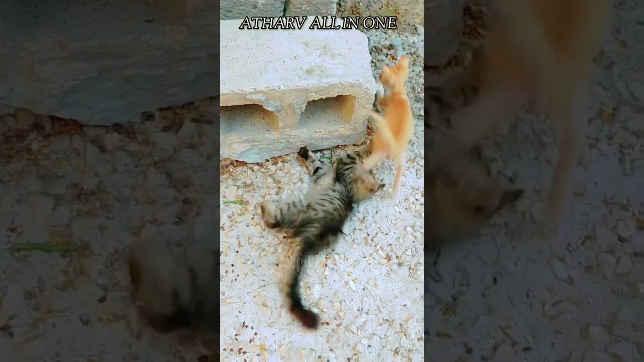 #shorts 4k Animals, Funny Cats, Funny Pets, #funnycats #cutecatvideos #cutecat #atharvallinone