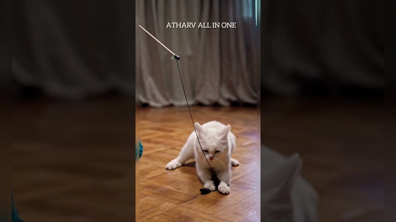 #shorts Funny Cat Video, Funny Cats Videos #funnycats #funnycatvideo #funnycat #atharvallinone