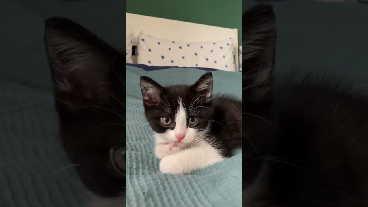 #shorts Funny Cats 7