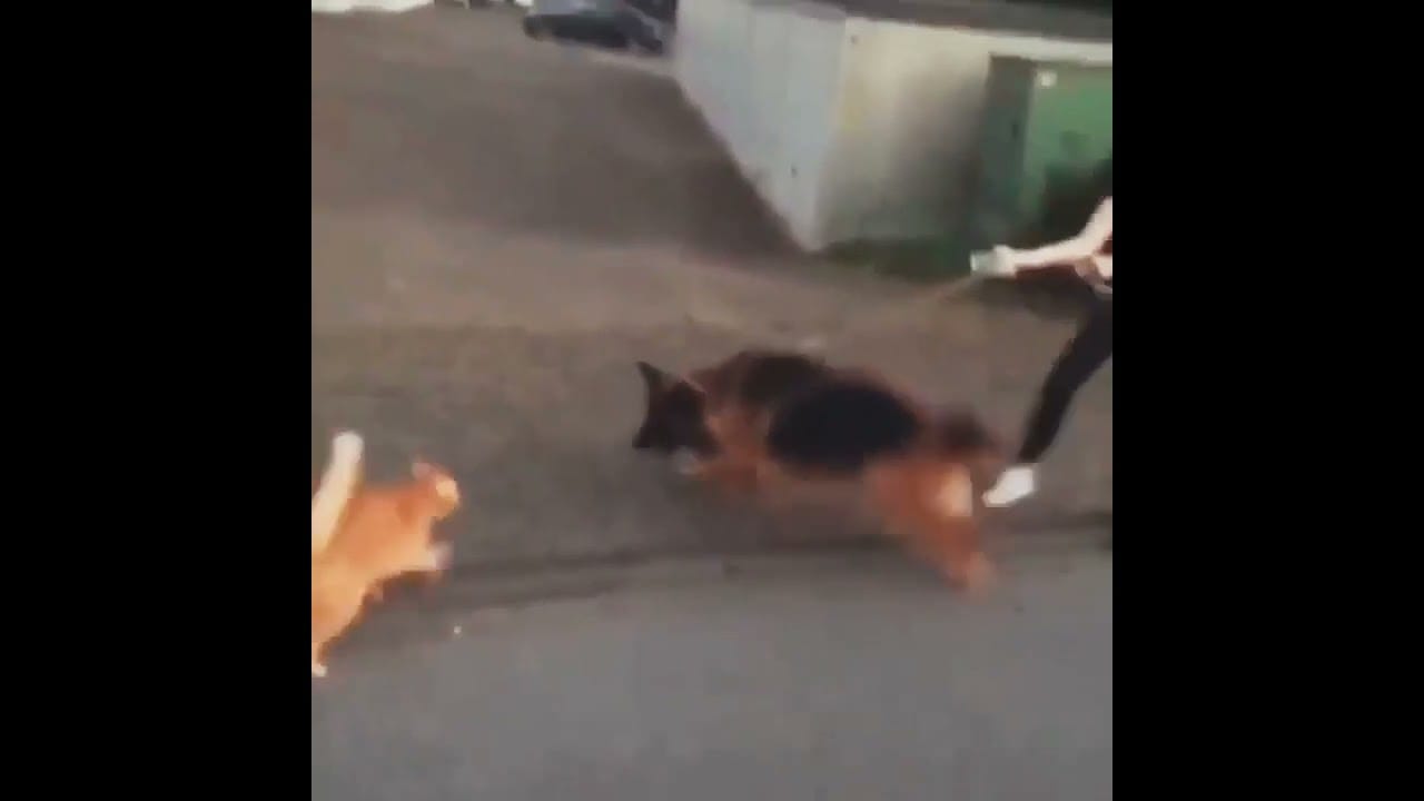 #shorts #viralshorts #viral #shortvideo