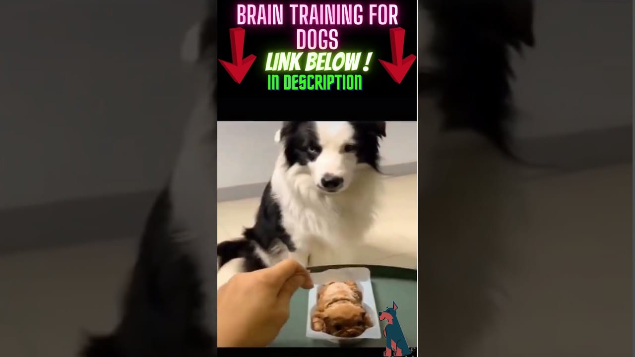 super dogs training course for your loved pets  #shorts