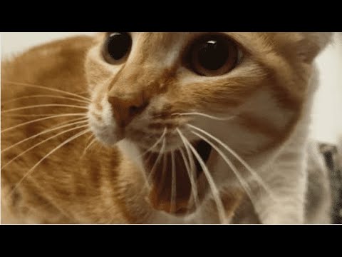 this cat is crazy#SHORTS