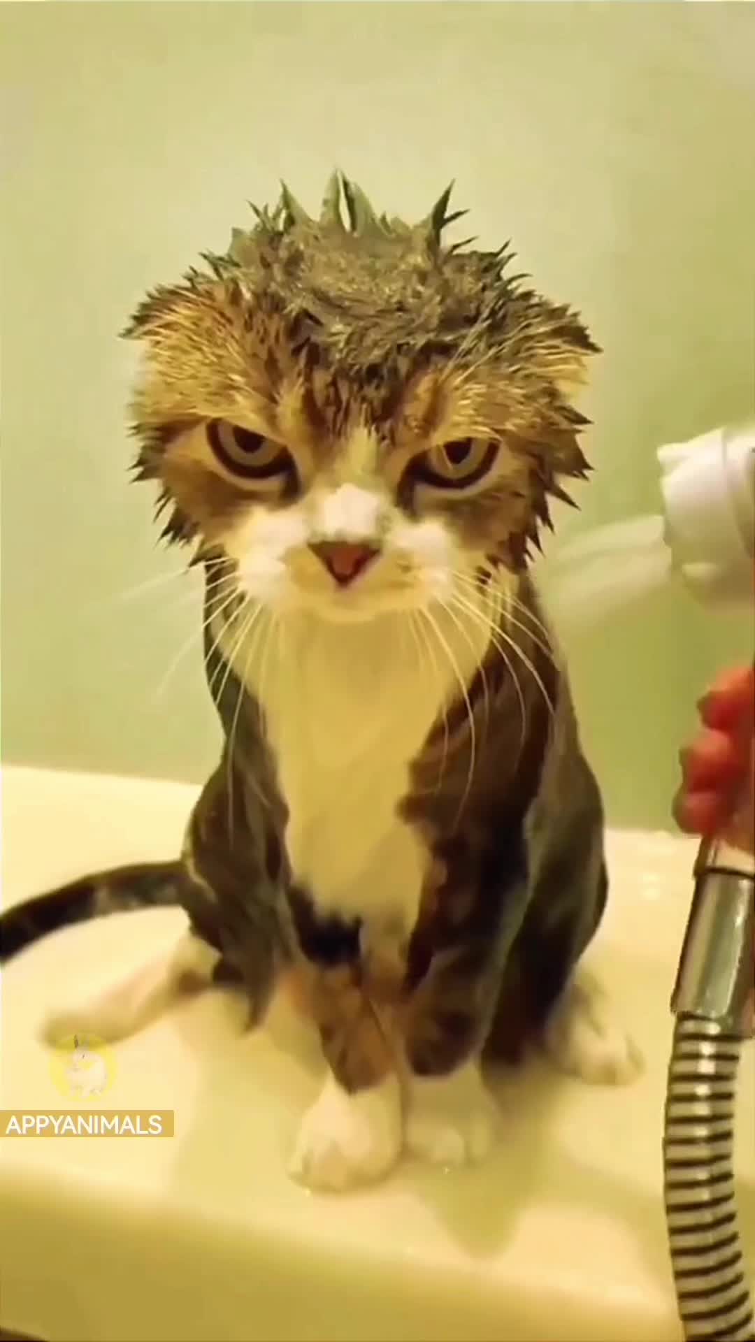 Humorous cat movies. #funnycats #cutecats #petsfunnyvideos #cutecatclips #funnypets #petcatvideos #catvideos #petcats #tiktokcatsvideos | Textual notify TIKTOK to 833-880-7724 For A Free Night time Promo Code