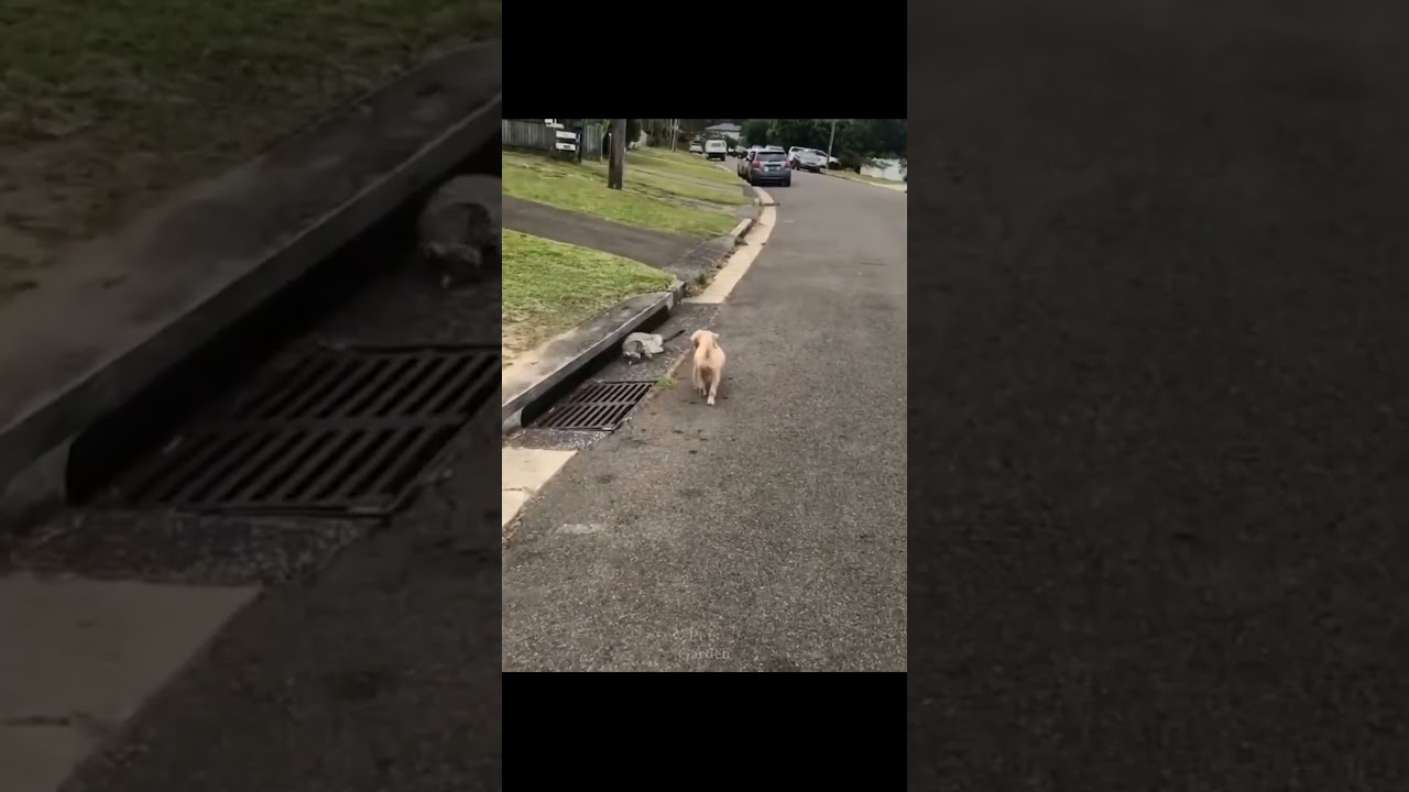 Are you alright there buddy? Funny cat slip... #shorts