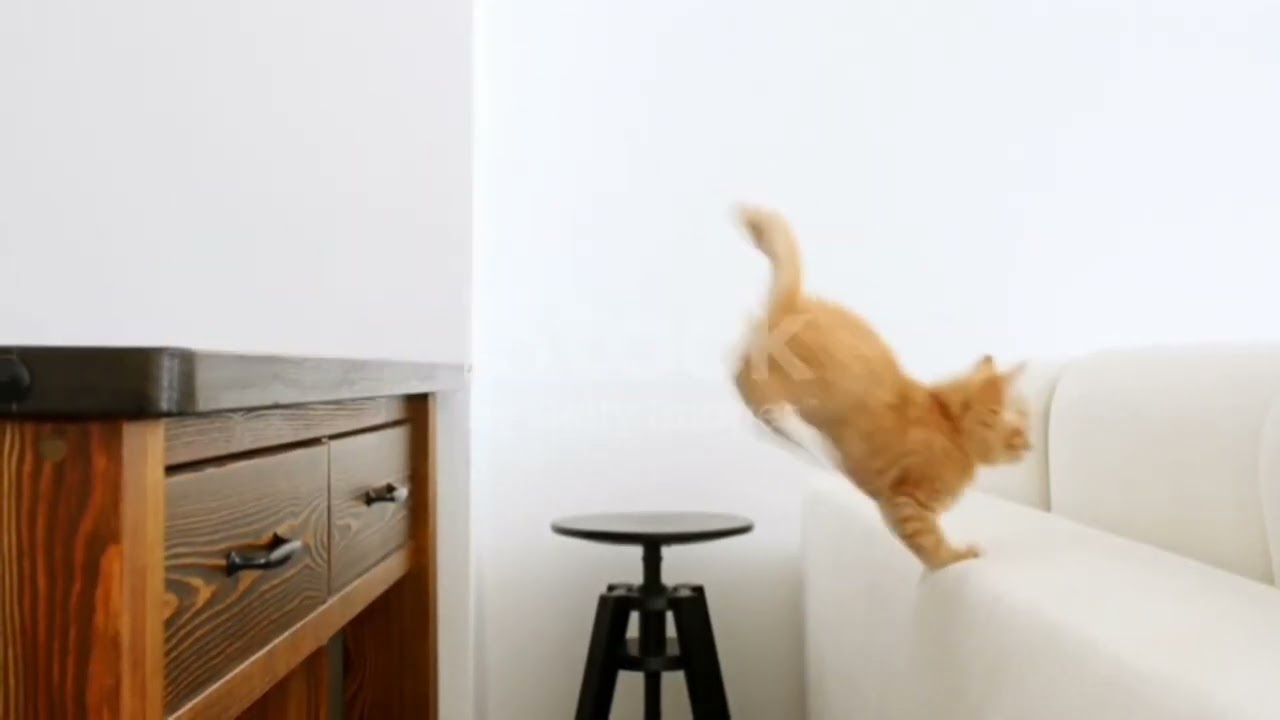 Baby Cats - Cute and Funny Cat Videos Compilation # 1 | Animals