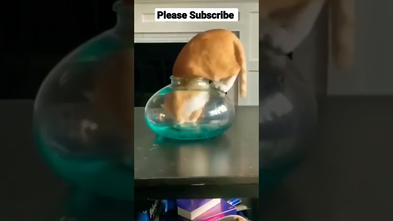 Baby cats-cute and funny cat videos#shorts#youtubeshorts #cat #catvideos