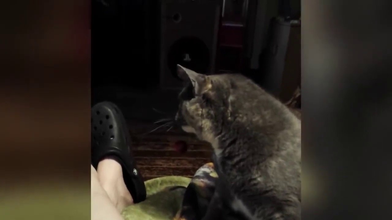 Best FUNNY CAT videos- super cool cats