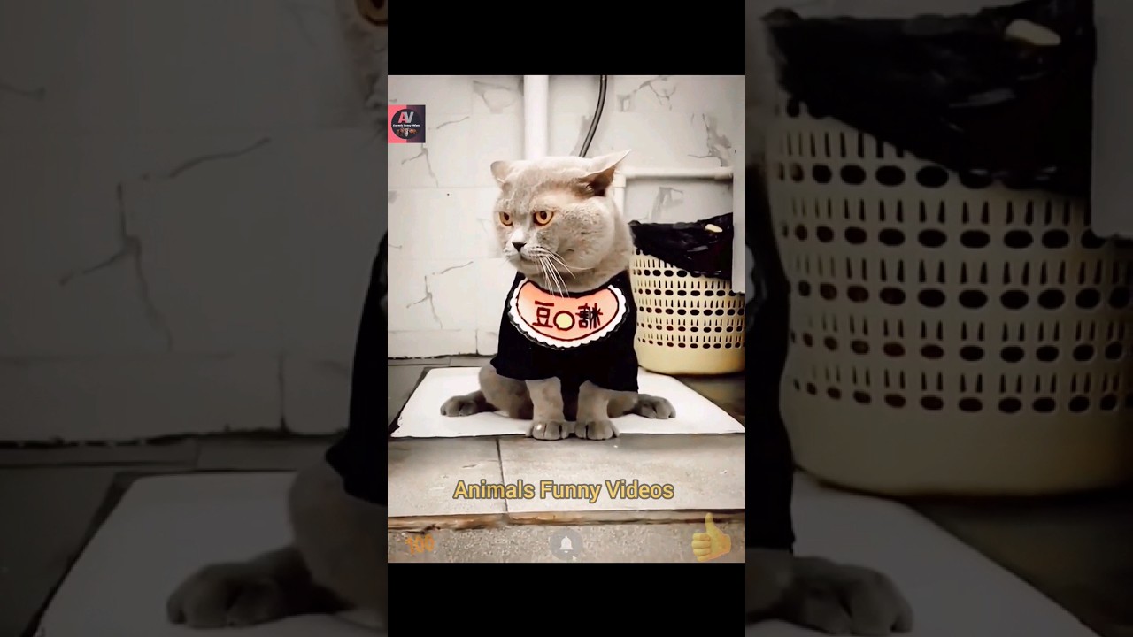 Cat Using Toilet | Training Cat Videos Compilation 2023 | Cute Cats | Animals Funny Videos #shorts