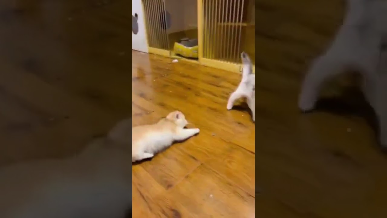 Crazy Cat Slaughter#shorts