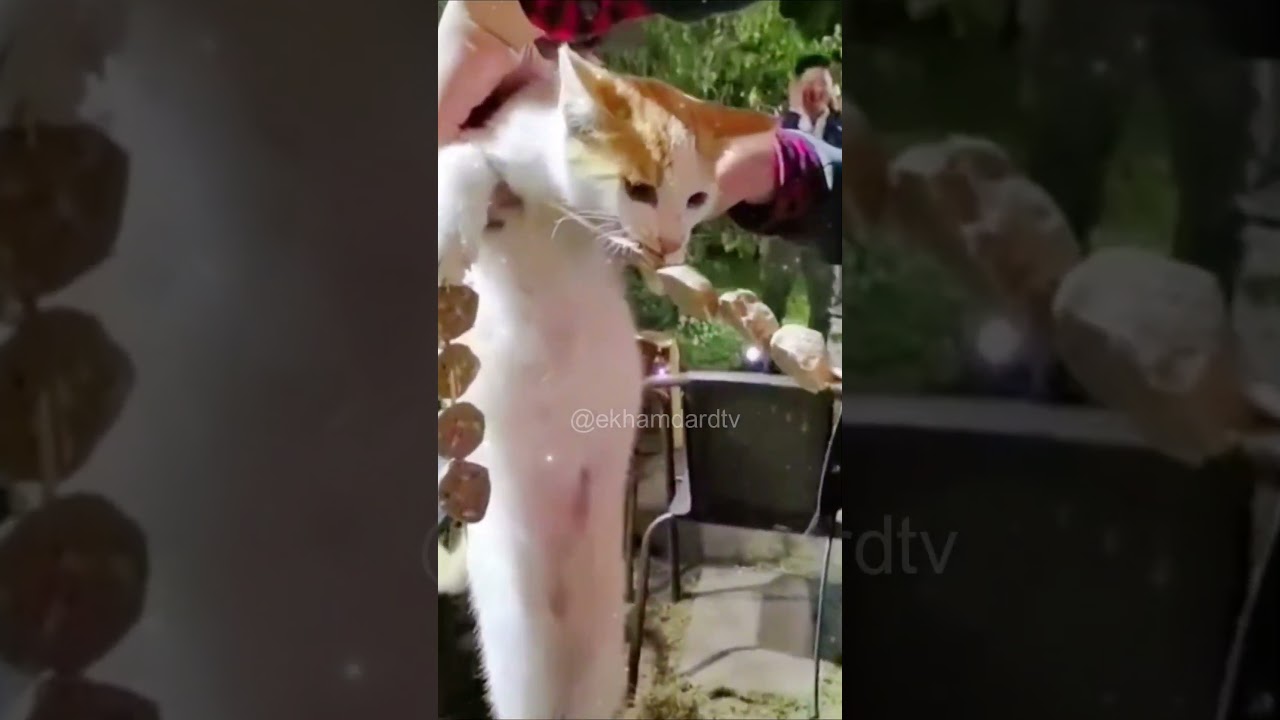 Cat grooming at Cats Luv Us