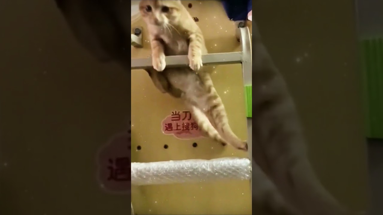 Crazy Cats Doing Stupid Things | #youtubeshorts #shorts