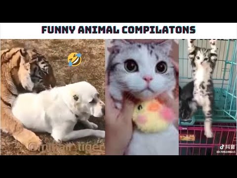 Cute And Funny Animals Compilation #7 - Try Not To Laugh - Funny Animal Videos - Funniest Animals