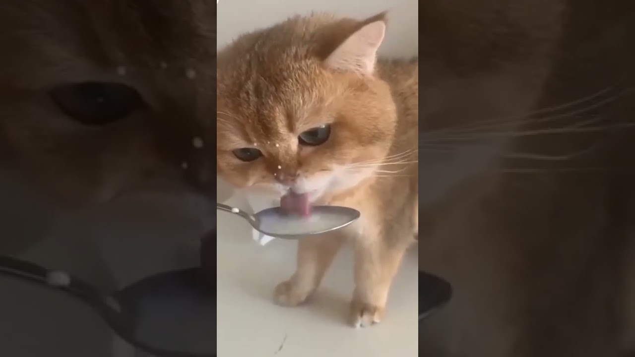 Cute Cats funny cats Animals