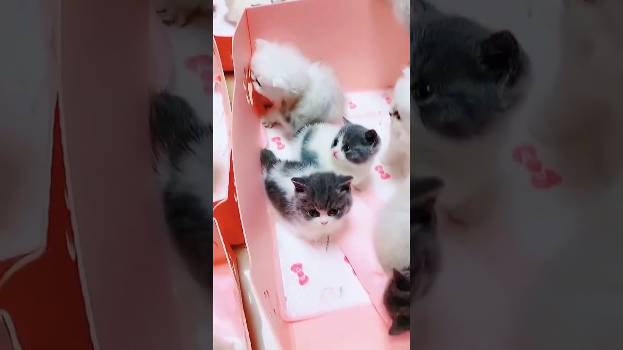 Cute and Funny Cat Videos Compilation 2021_[38]_ #shorts