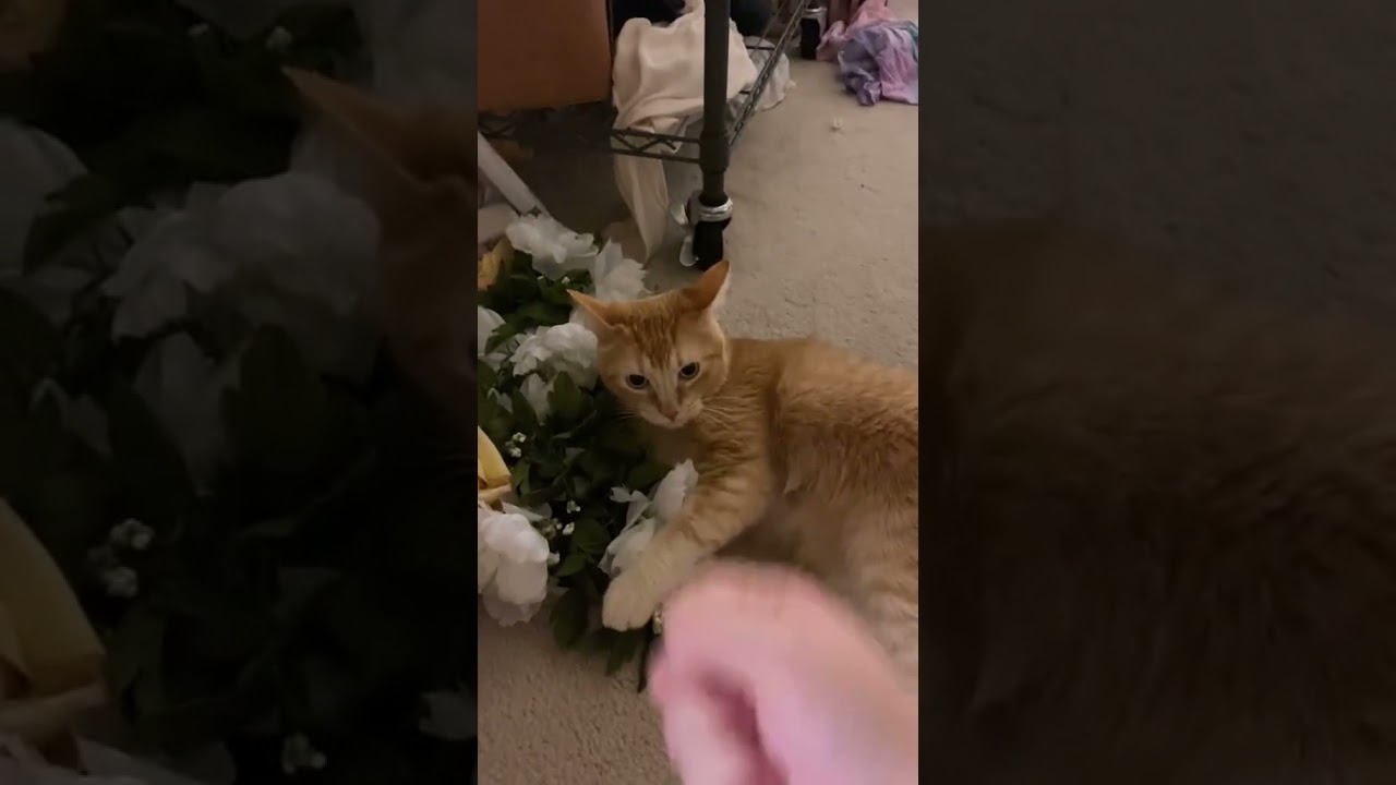 Cute and Funny Cat Videos Compilation #243Aww Animals.