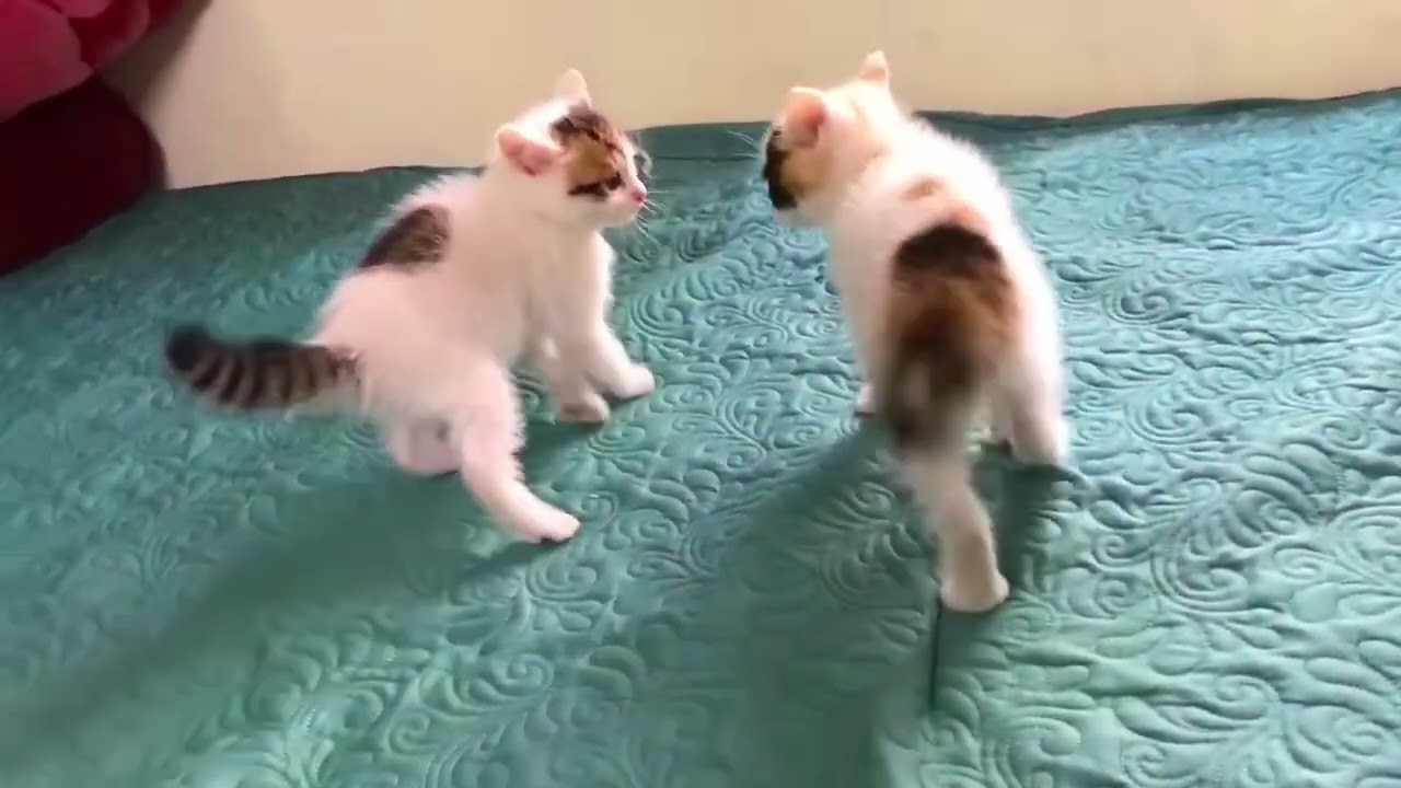 Cute and Funny Cats Videos Compilation | Funny Animals Videos