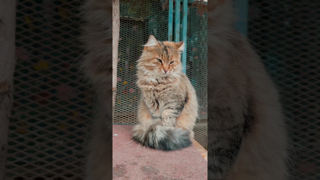 Daily life of kittens-Funniest Animals-Cat Videos Compilation-Baby Cats