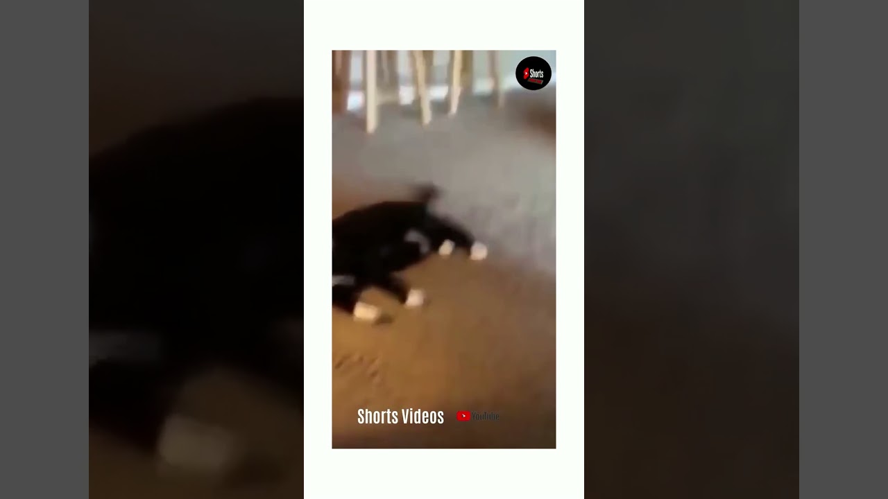 Dog pranks a cat #shorts